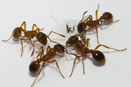 Уничтожение муравьев   в Химках 