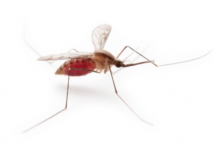 Уничтожение комаров   в Химках 